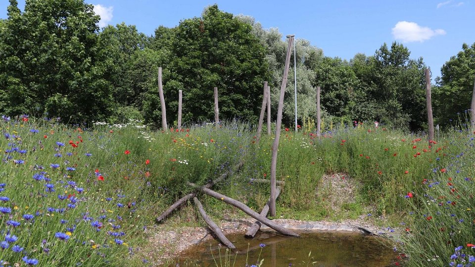 Biodiverse Landscape