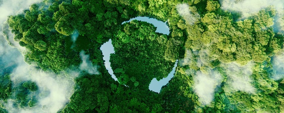 Rainforest with circular symbol